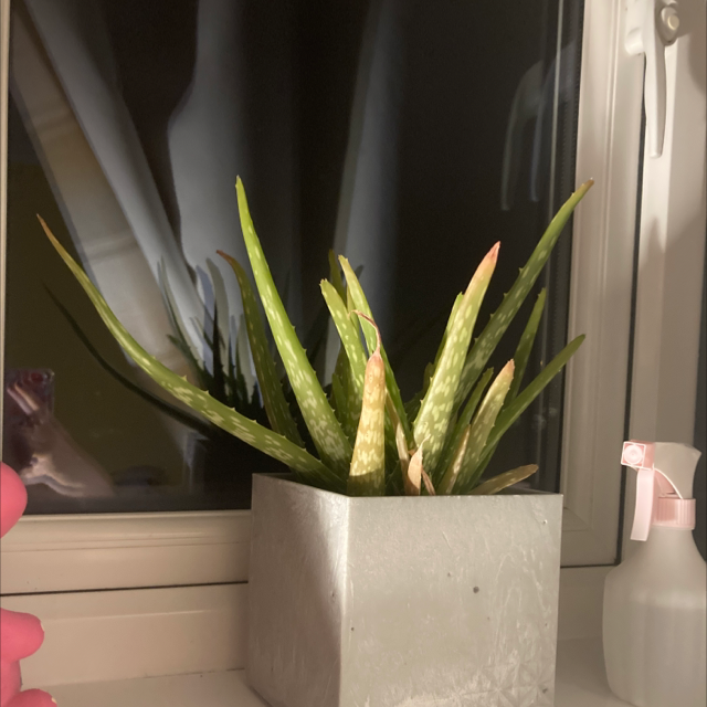Aloe vera plant photo by @swag named Susan on Greg, the plant care app.