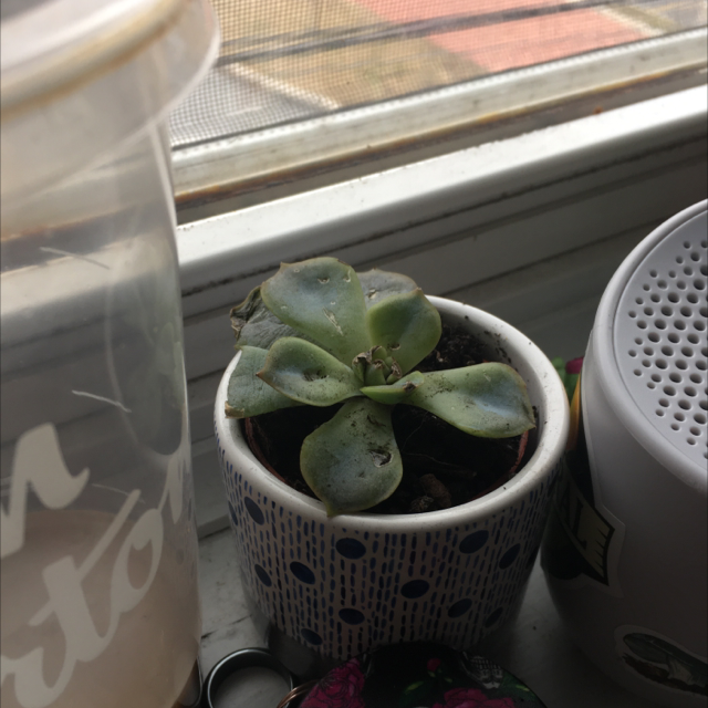 Mexican Snowball plant photo by @manicmangos named Lilo on Greg, the plant care app.