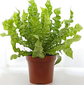 Japanese Bird's Nest Fern plant photo by @graceg1rouard named Morgan Treeman on Greg, the plant care app.