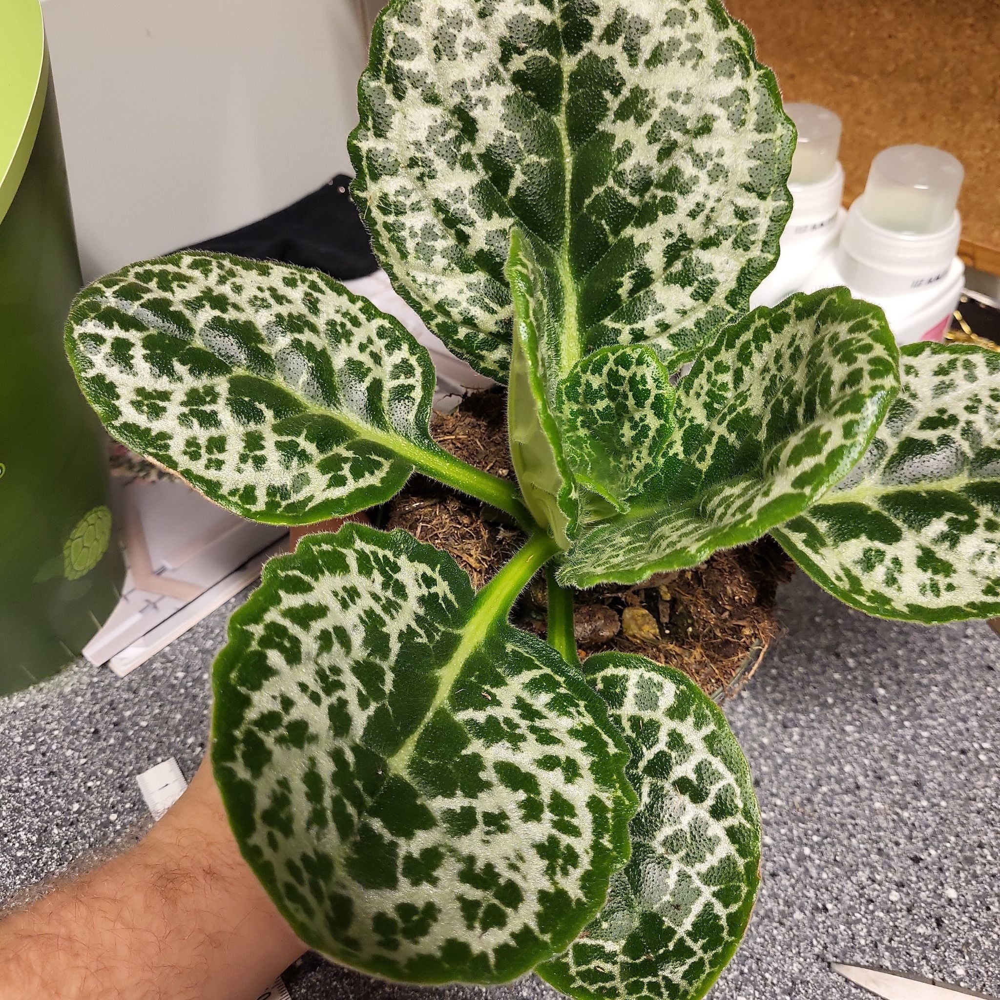 Your Downy Rattlesnake Plantain's Sunlight Needs