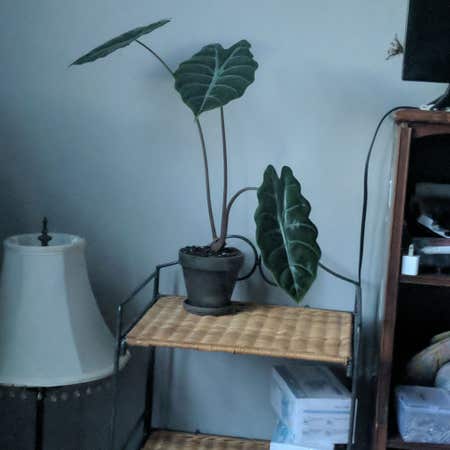 Photo of the plant species Alocasia 'Chantrieri' by Electricgreen named Forrest on Greg, the plant care app