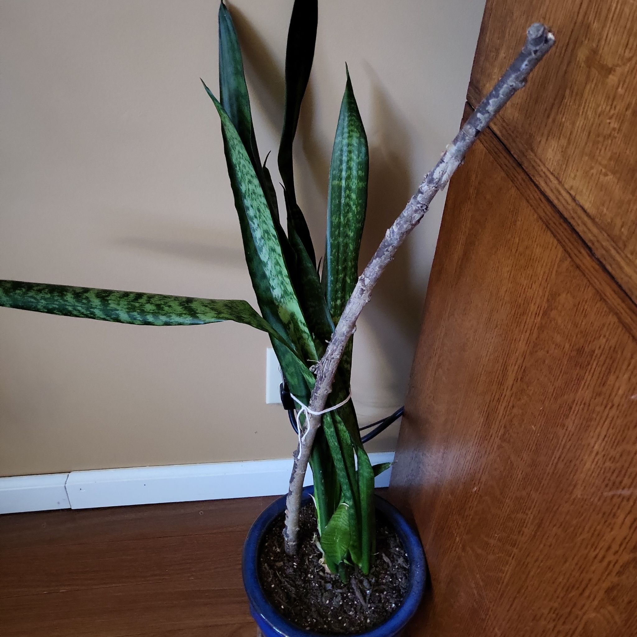 Photo of the plant species snake plant by @Plantsnob named Snake#2 on Greg, the plant care app