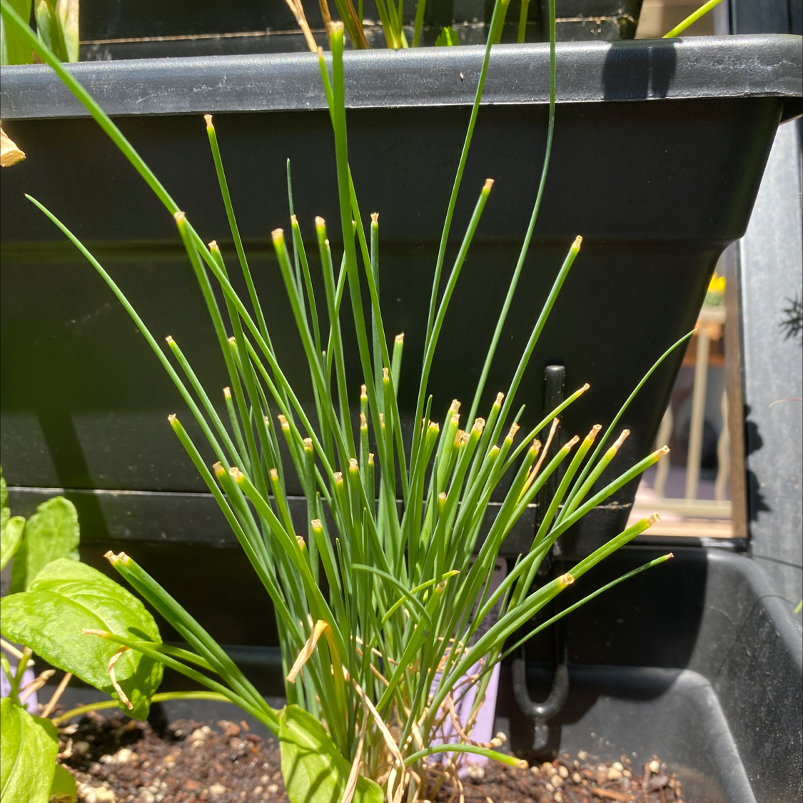 Wild Chives plant with slightly yellowed tips in a container with visible soil.