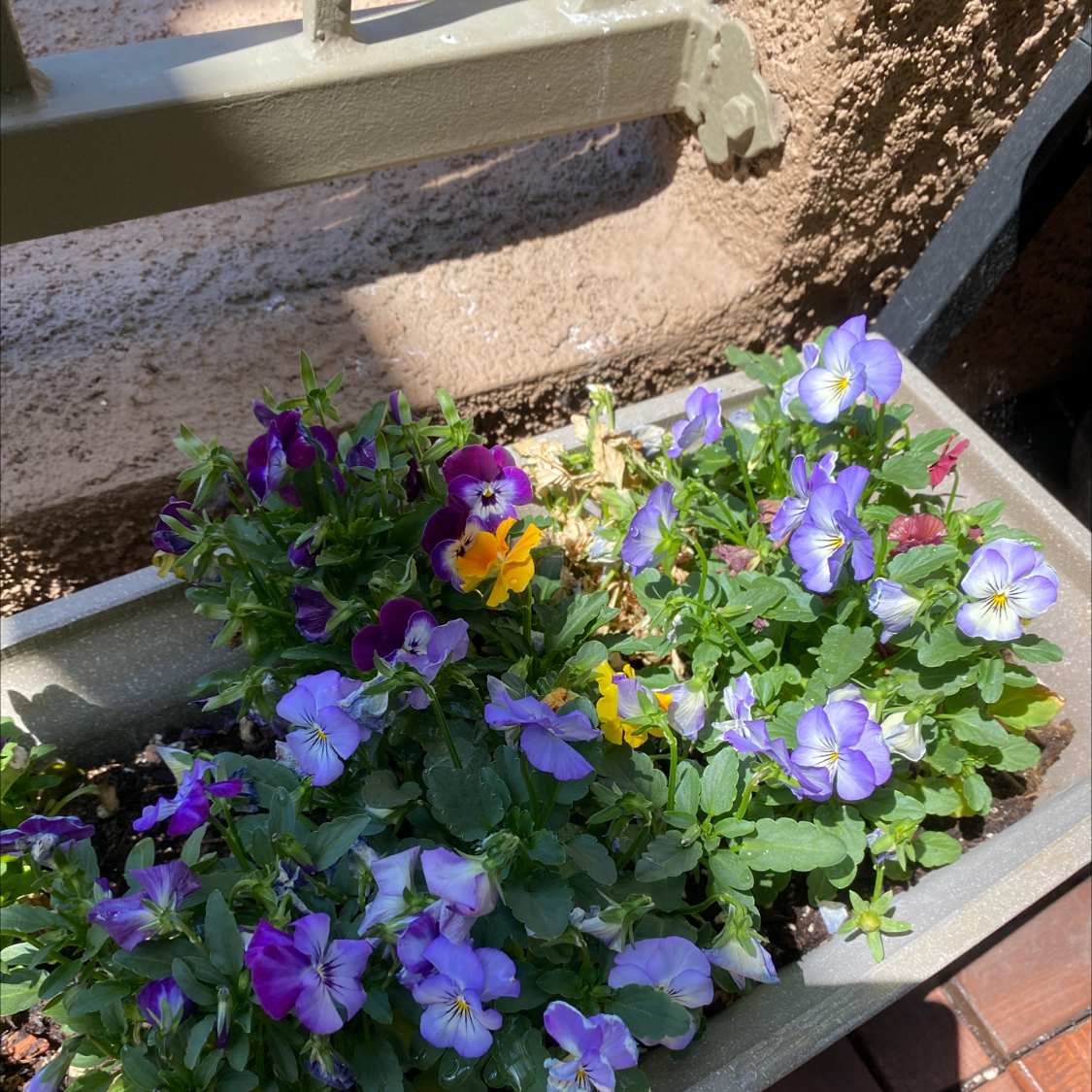 Planter box with blooming Wild Pansy flowers in purple, yellow, and white.