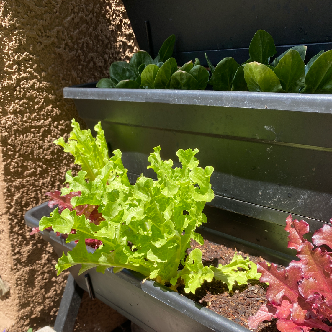 Several small, healthy garden lettuce plants with bright green ruffled leaves growing densely in a metal planter box outdoors.