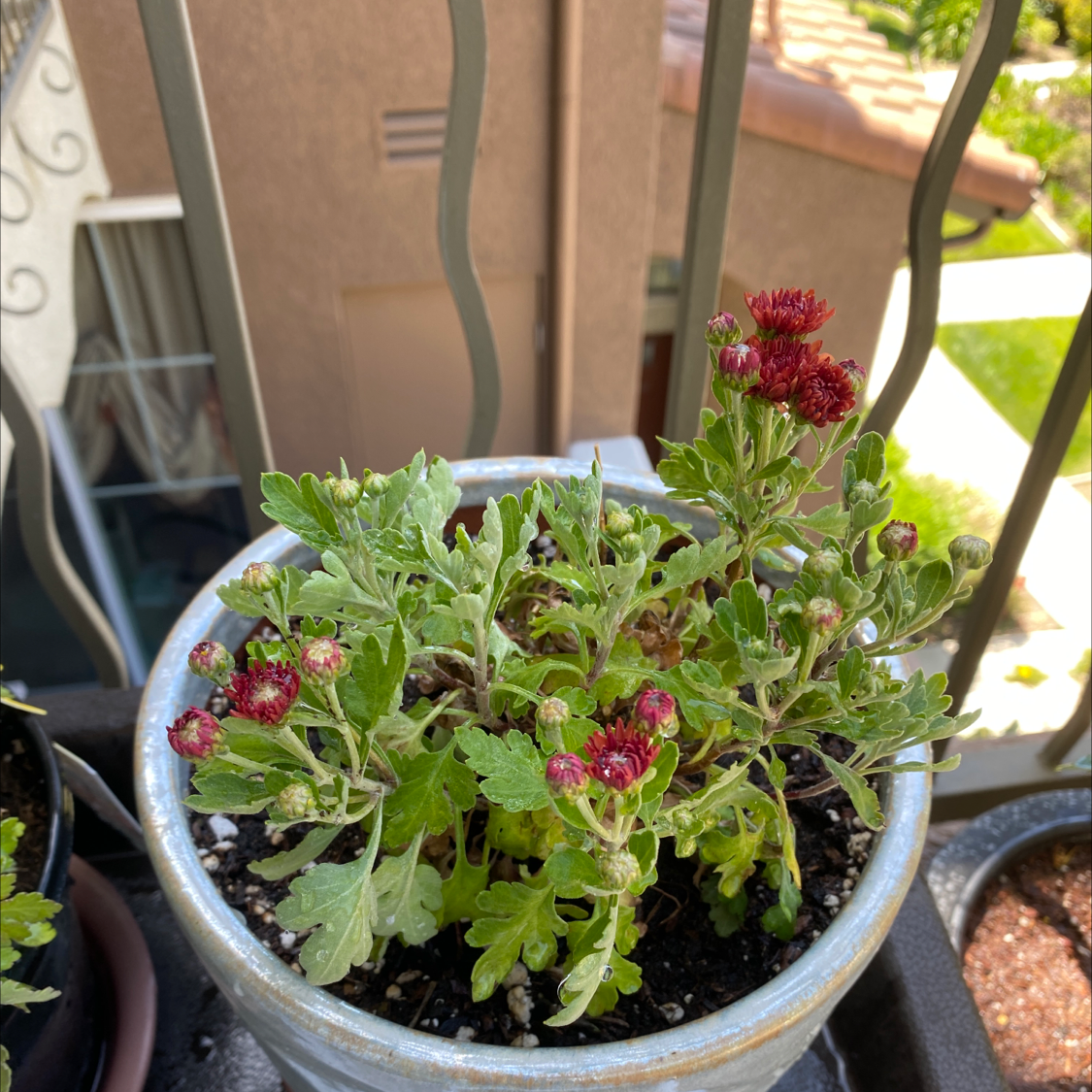 Potted Giant Crego Aster with green leaves and red flowers on a balcony.