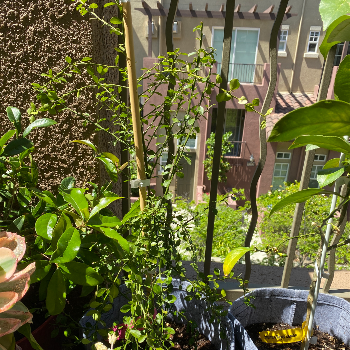 Plant care for Ailanthus-like Prickly Ash on Greg, the plant care app