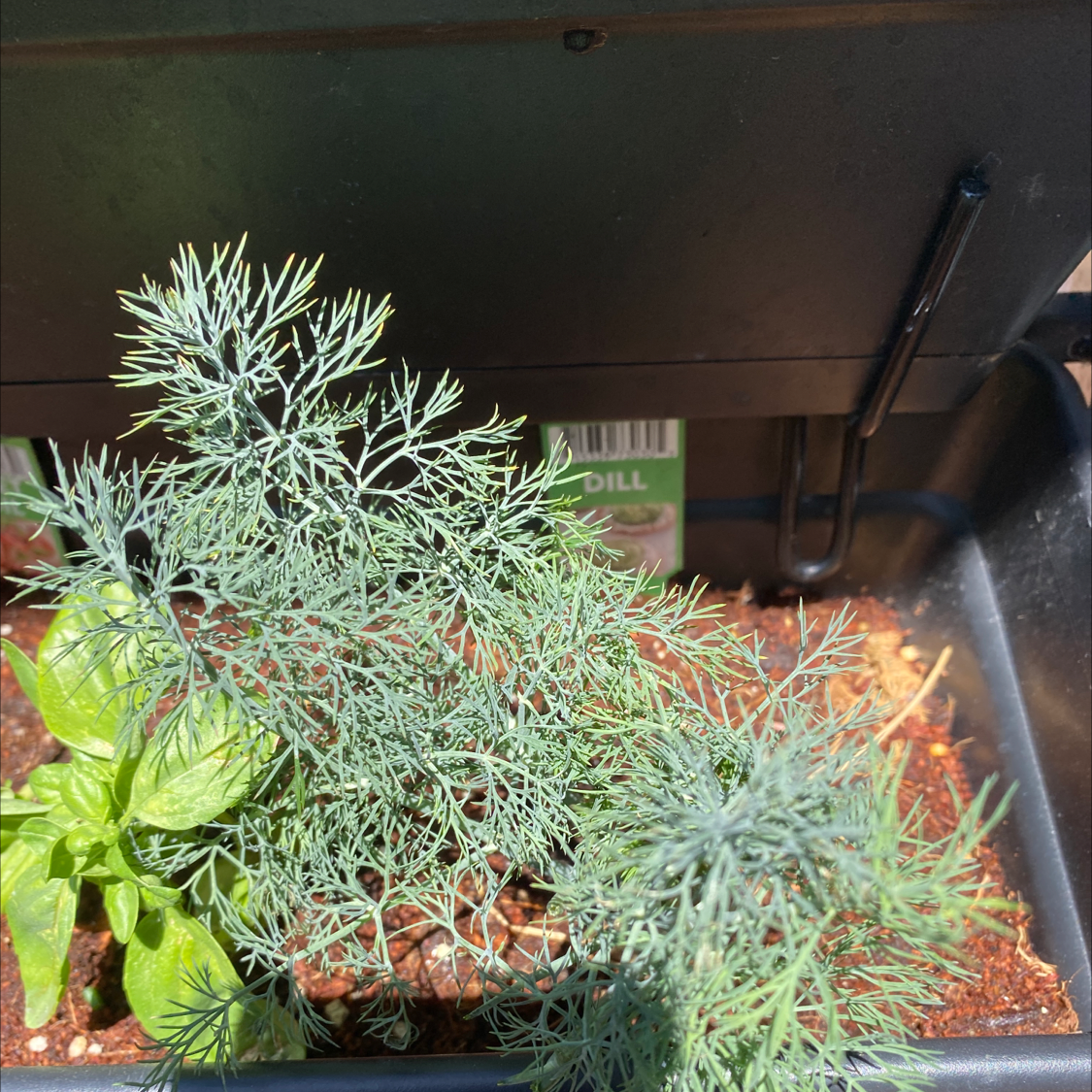 Healthy dill plant growing in a container with soil, another plant visible.