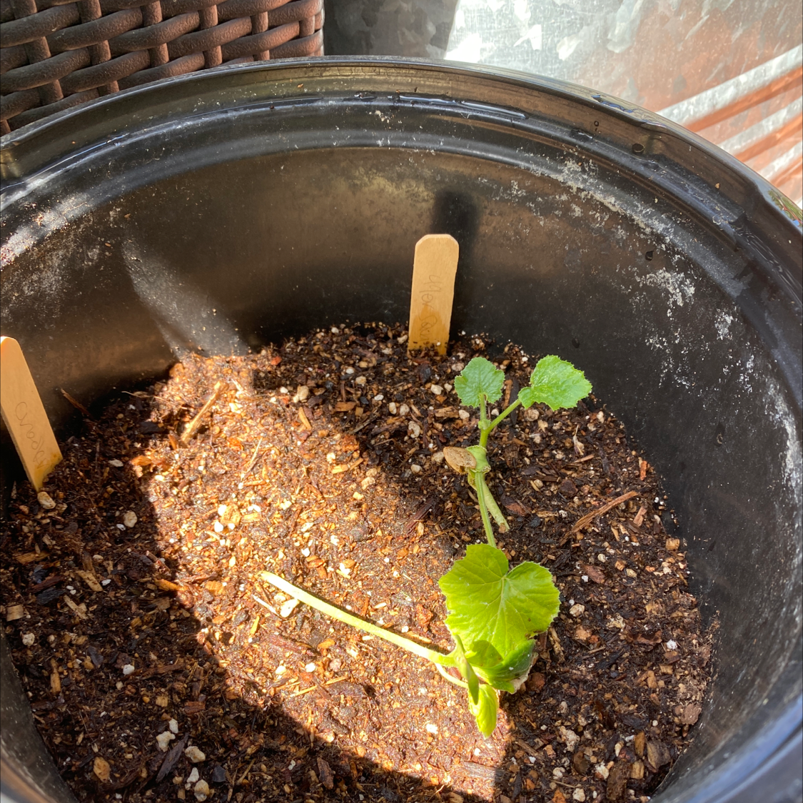 Young Butternut Pumpkin plant in a black pot with visible soil.