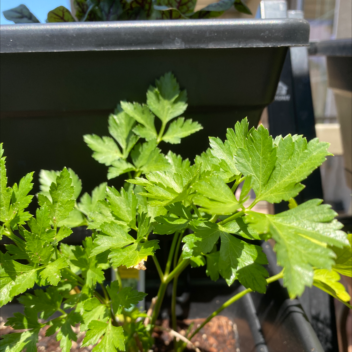Healthy Italian Parsley plant with vibrant green leaves in a planter.