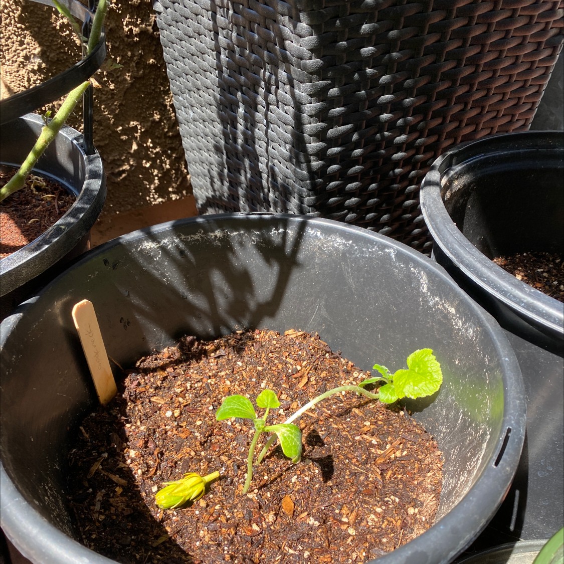 Young Butternut Pumpkin plant in a pot with visible soil and a yellowing leaf.