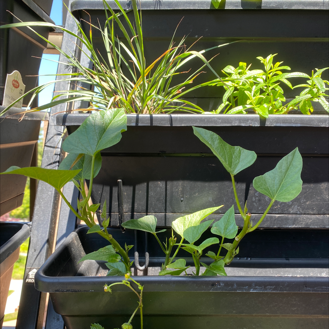 Healthy sweet potato vine with vibrant green leaves trailing from a rectangular planter box, no signs of disease or damage.