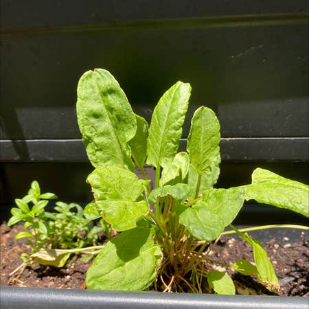 Photo of the plant species French Sorrel by Grace named French sorrel on Greg, the plant care app