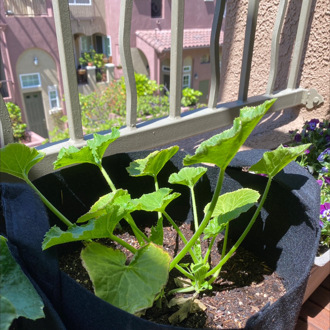 Healthy Summer Squash plant in a fabric pot with vibrant green leaves.