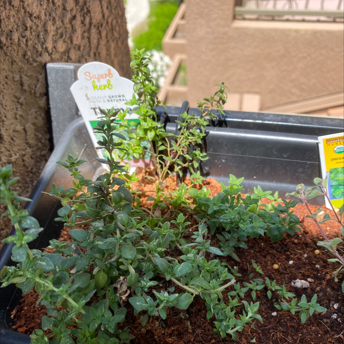 A healthy potted common thyme herb plant with small green leaves, planted in dark soil in a black plastic grow pot.