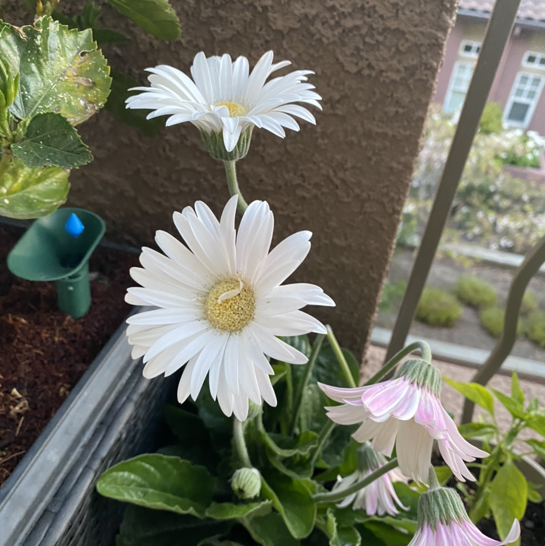 Gerbera plant with white flowers in a container, visible soil.