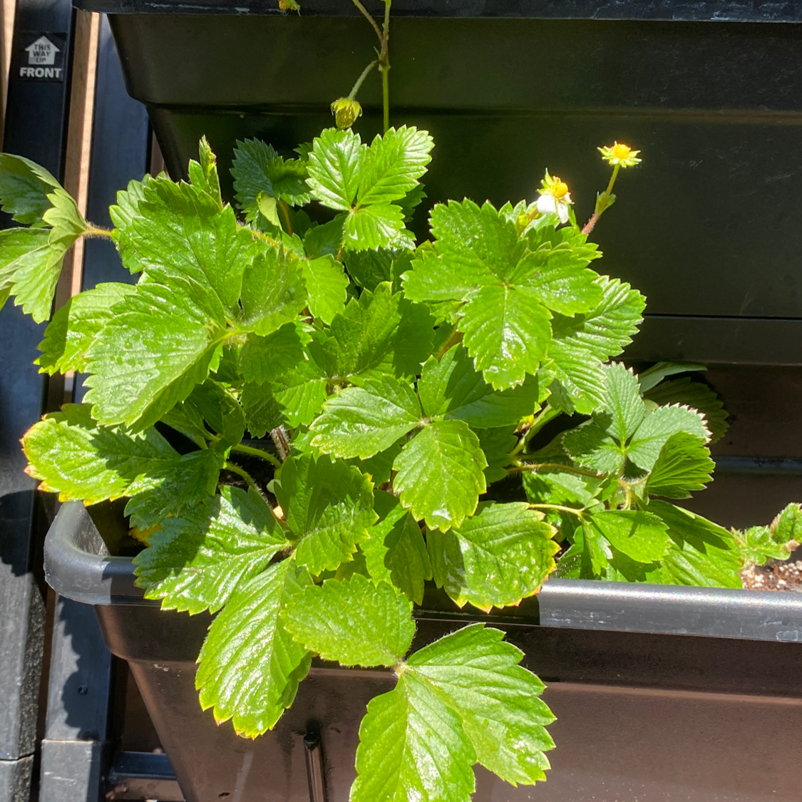 Strawberry plant with green leaves and a few flowers in a planter.