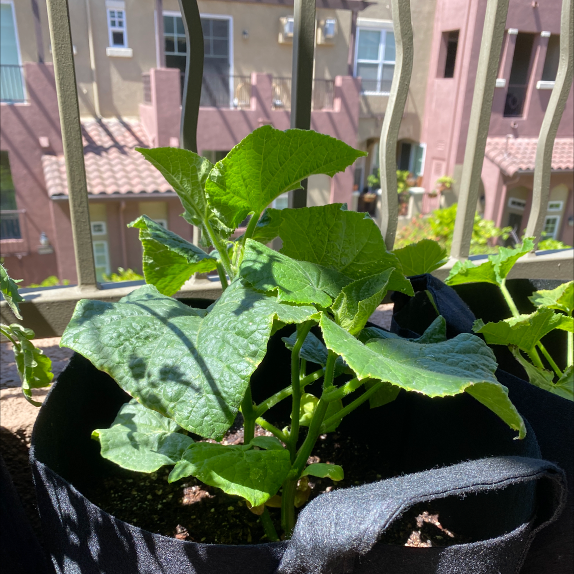 Healthy cucumber plant in a fabric pot on a balcony with vibrant green leaves.