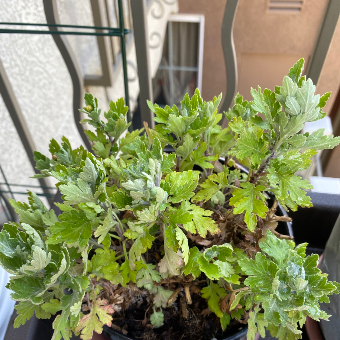 Potted Florist's Daisy plant with green foliage and slight leaf discoloration on a balcony.