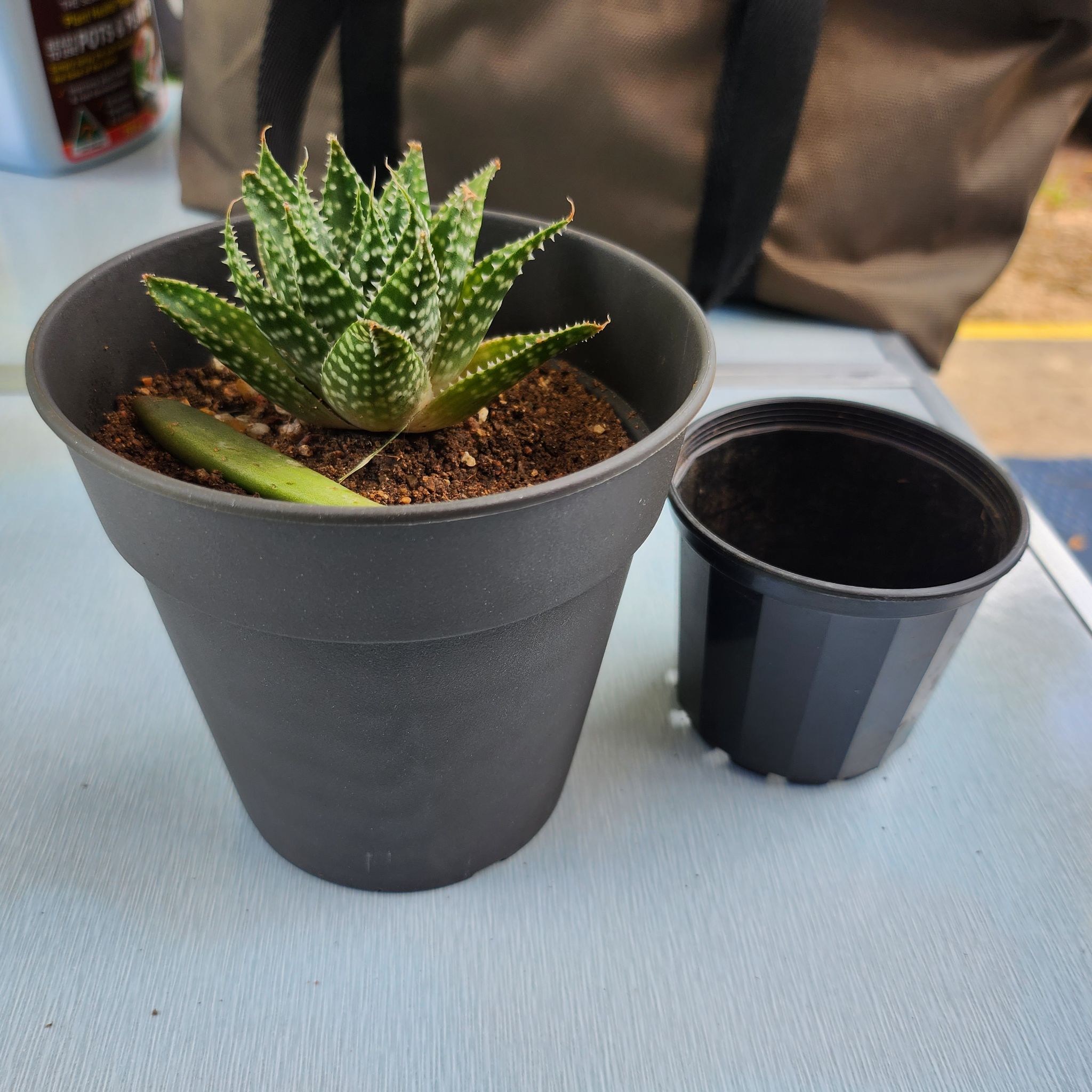 Photo of the plant species Aloe Gasteria Durban by @SwiftArugula named Nick on Greg, the plant care app