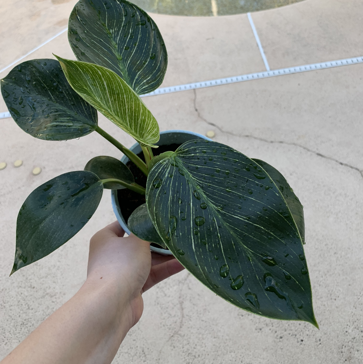 Philodendron Birkin plant with dark green leaves and white variegation, held by a hand.