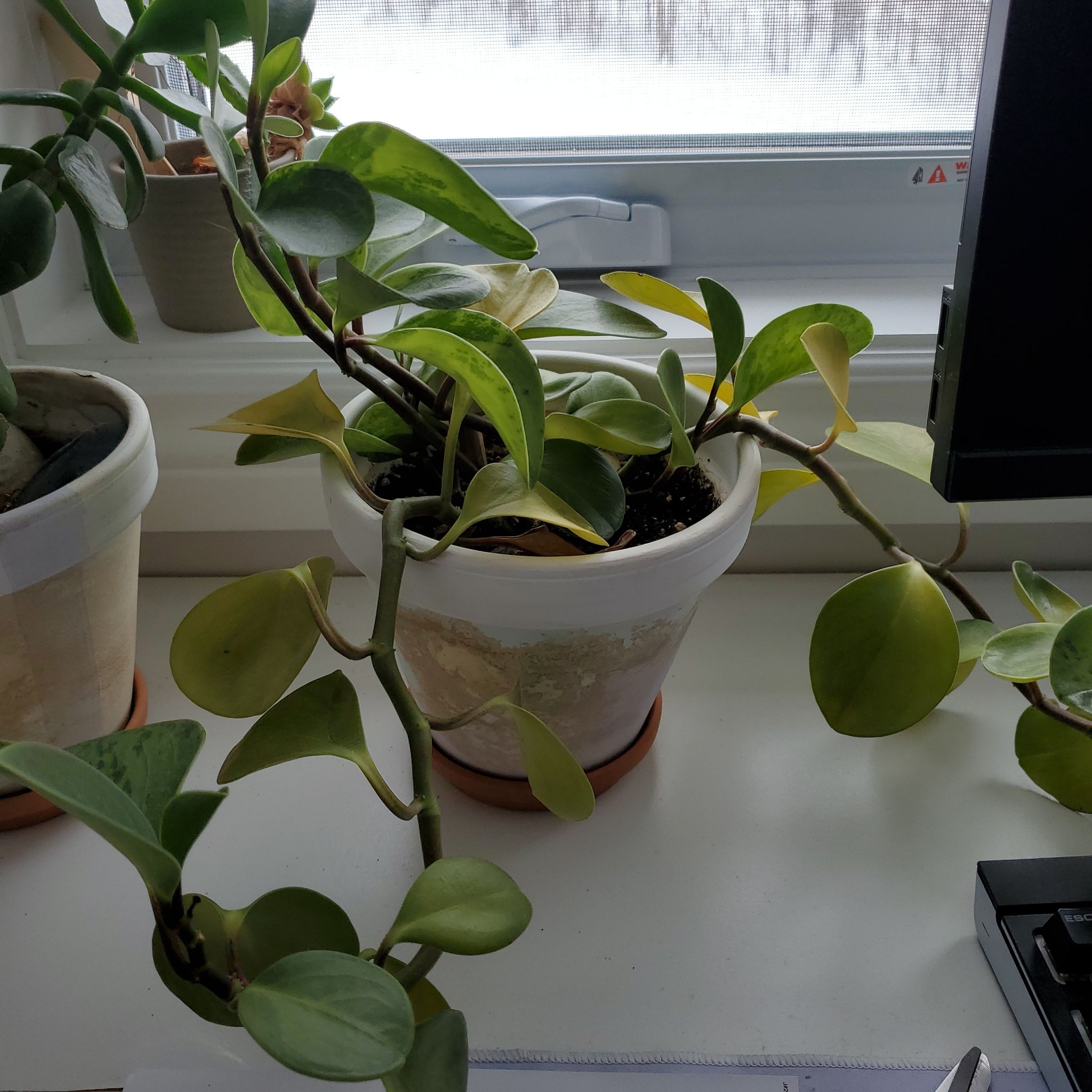 Photo of the plant species Rubber Vine by @NoblyValleyoak named Forrest on Greg, the plant care app