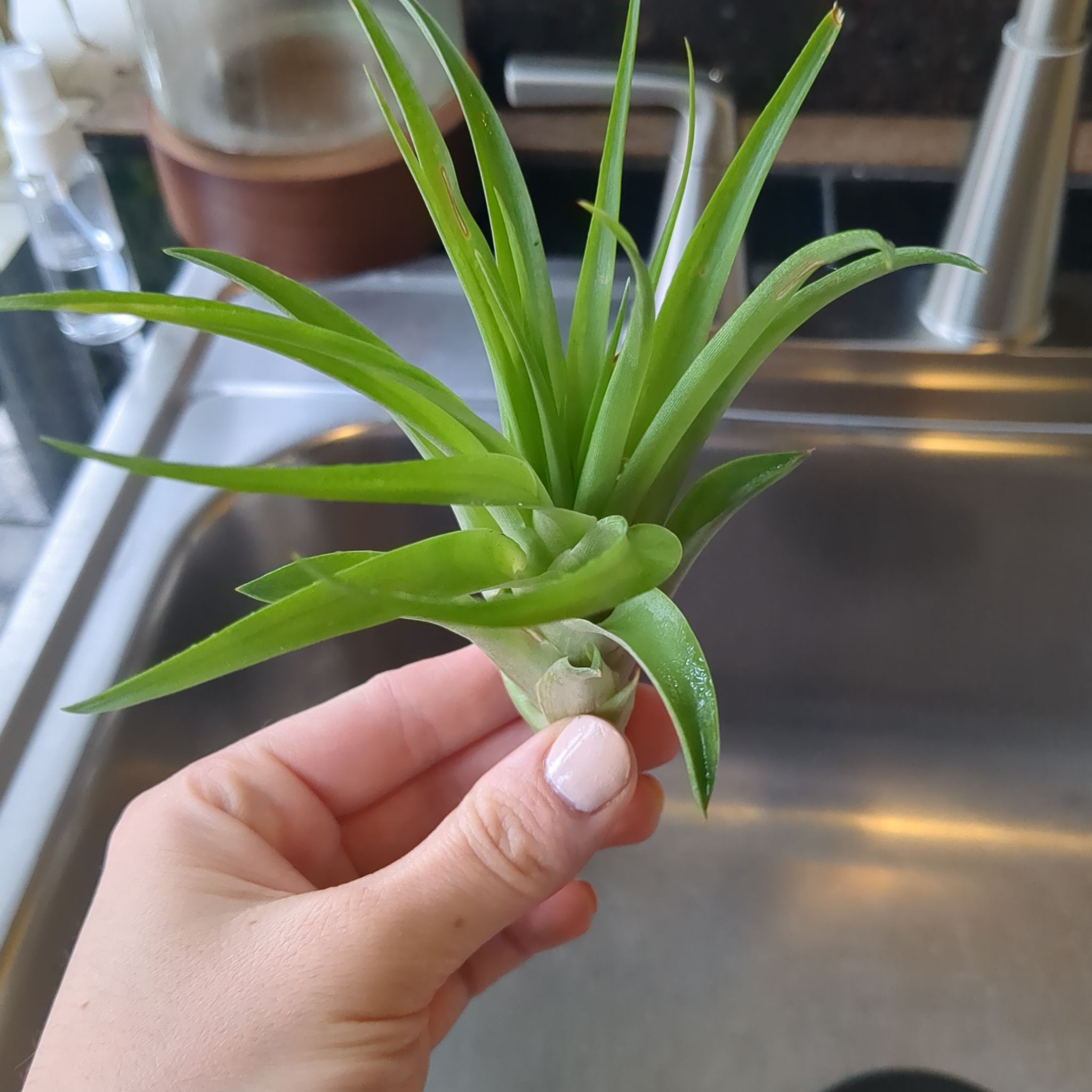 Brachycaulos Green Air Plant held by a hand over a sink, appearing healthy.