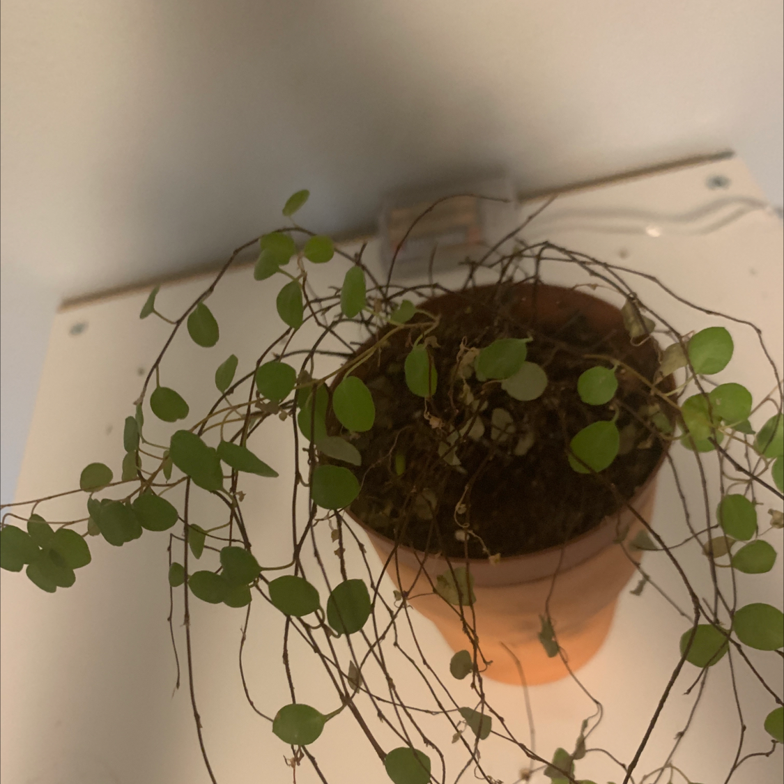 Sprawling Wirevine plant in a small pot with thin, wiry stems and small green leaves.