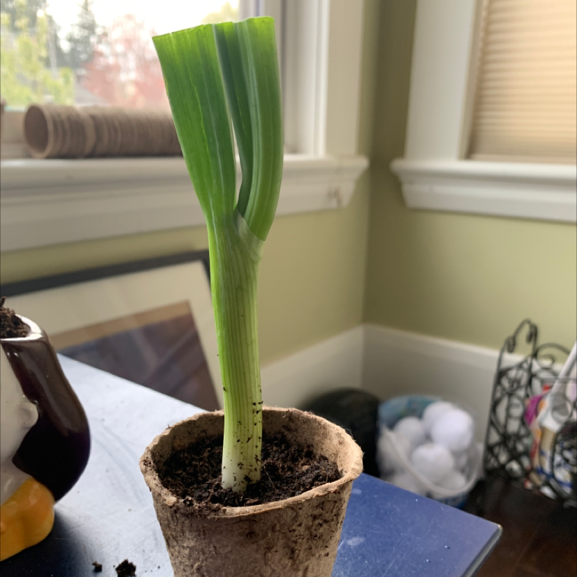 Young Long Green Onion plant in a small pot with healthy green leaves.