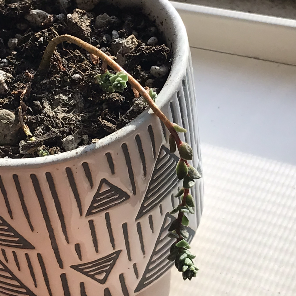 String of Buttons plant photo by @lucia named remy on Greg, the plant care app.
