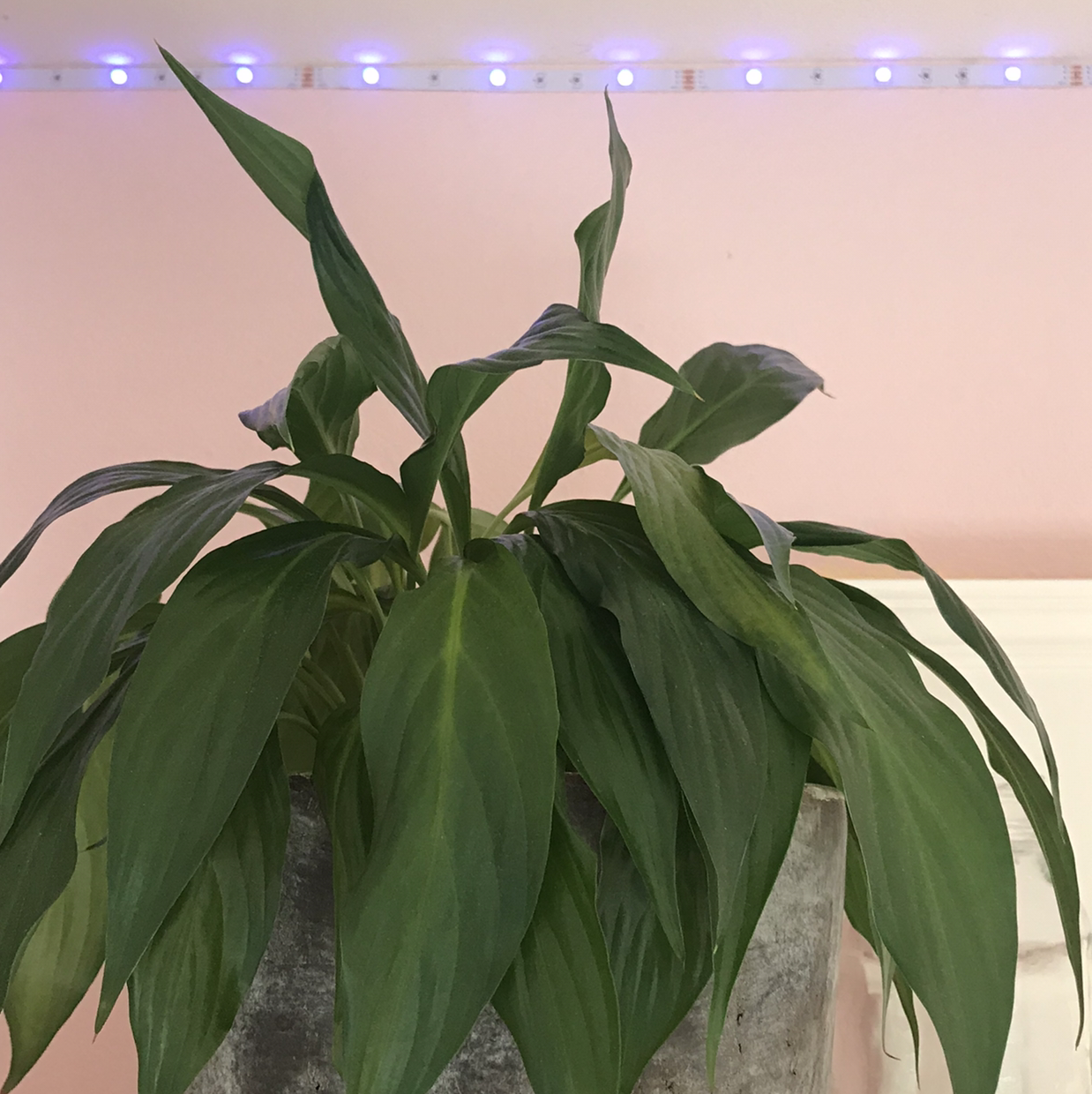 Peace Lily plant photo by @lucia named gomez on Greg, the plant care app.