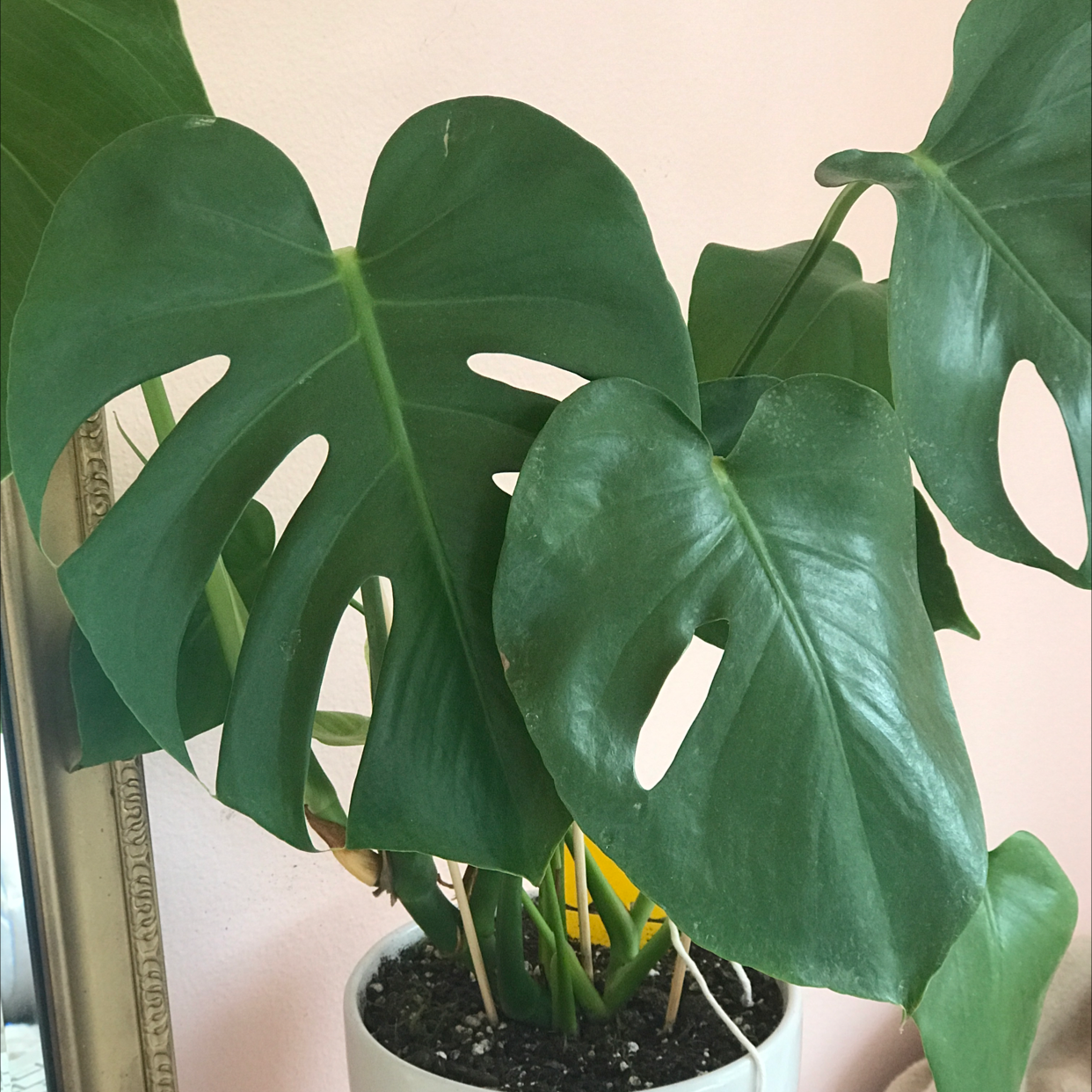 Monstera plant photo by @lucia named terrah on Greg, the plant care app.