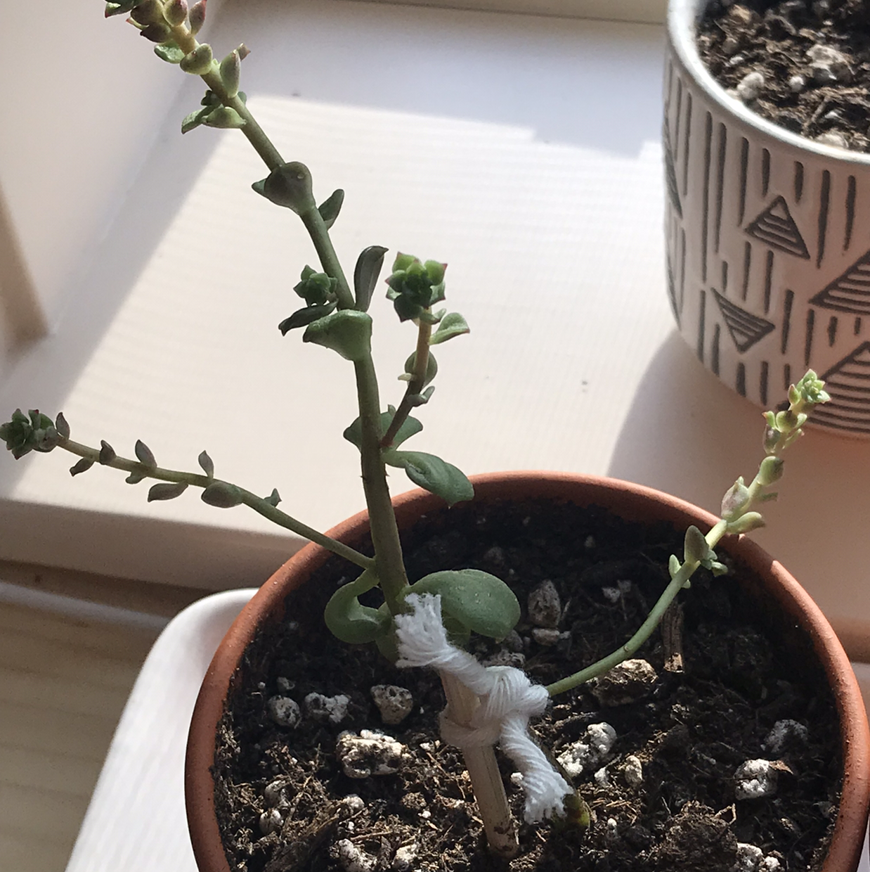String of Buttons plant photo by @lucia named harmony on Greg, the plant care app.