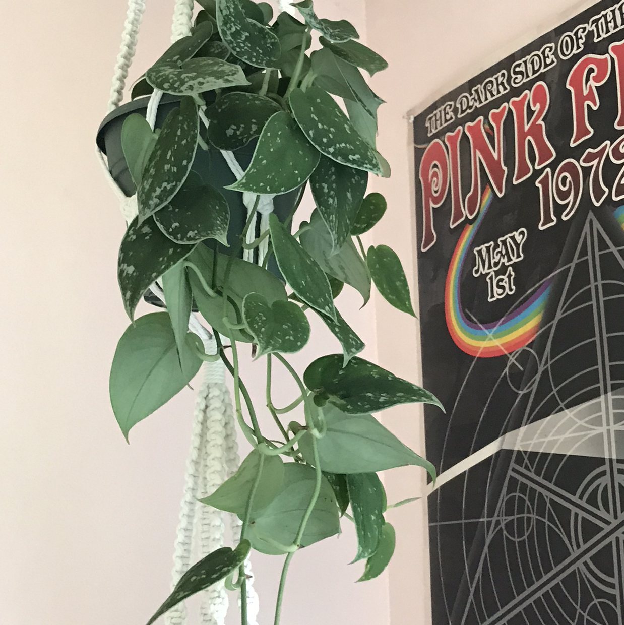 Satin Pothos plant photo by @lucia named denali on Greg, the plant care app.