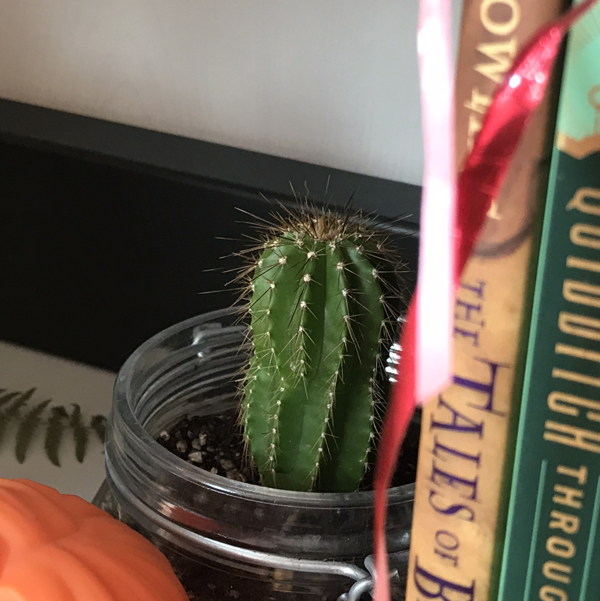 Pleated Cereus plant photo by @lucia named india on Greg, the plant care app.