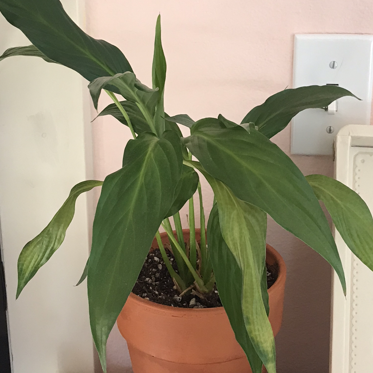 Peace Lily plant photo by @lucia named paloma on Greg, the plant care app.