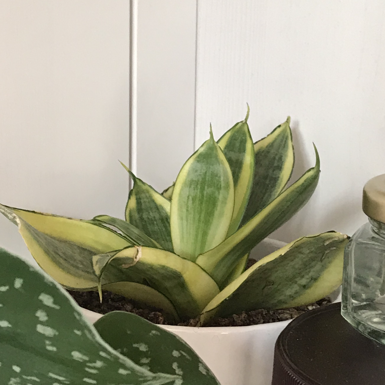 Snake Plant plant photo by @lucia named cove on Greg, the plant care app.