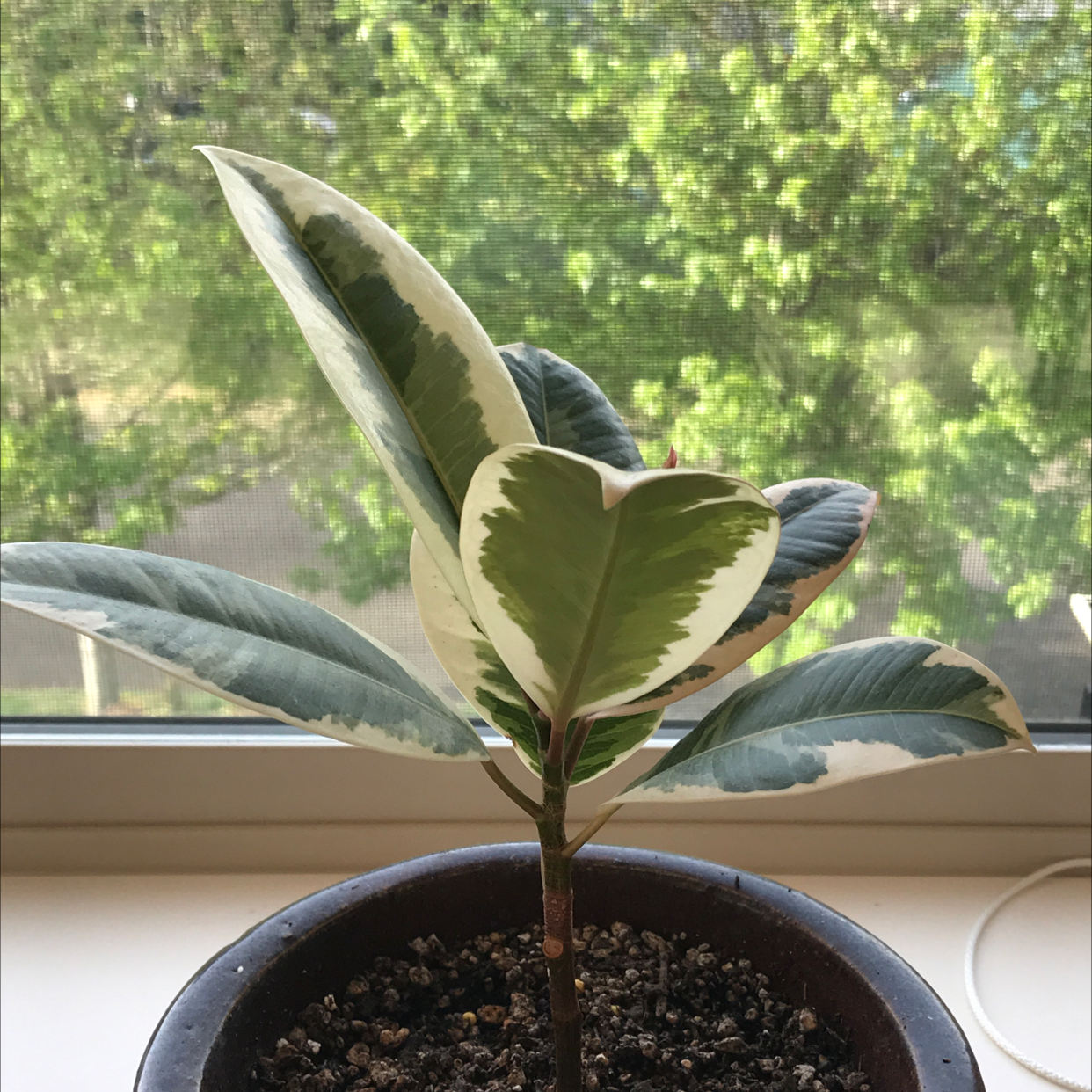 Rubber Plant plant photo by @lucia named Kendall on Greg, the plant care app.