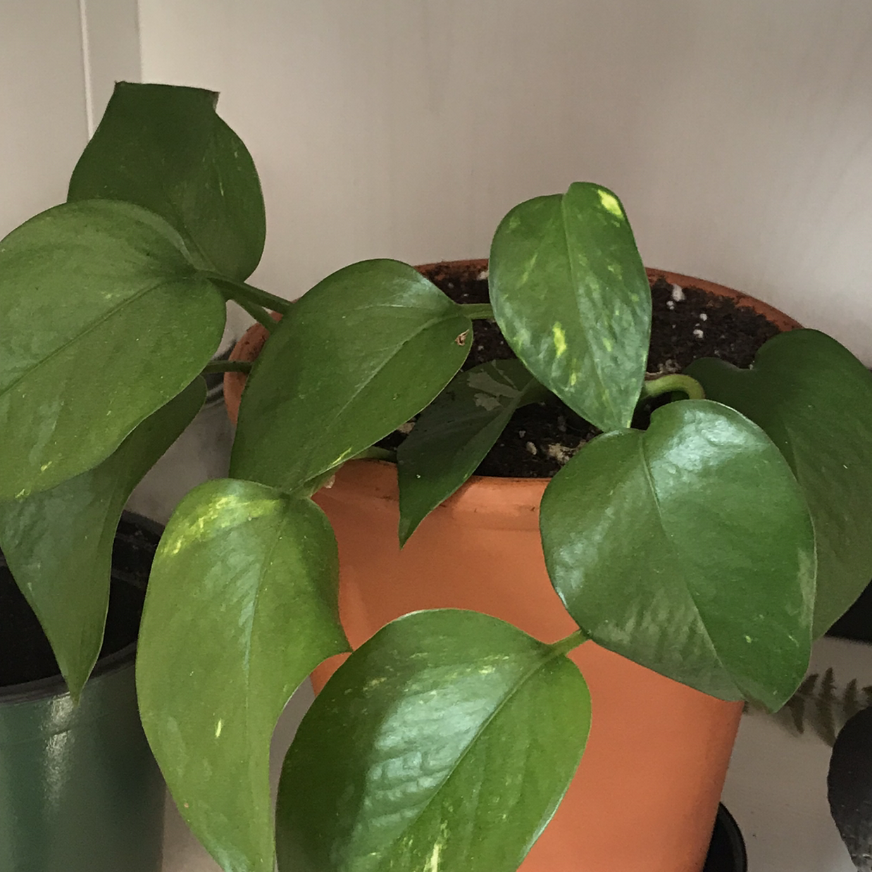 Taro Vine plant photo by @lucia named wren on Greg, the plant care app.