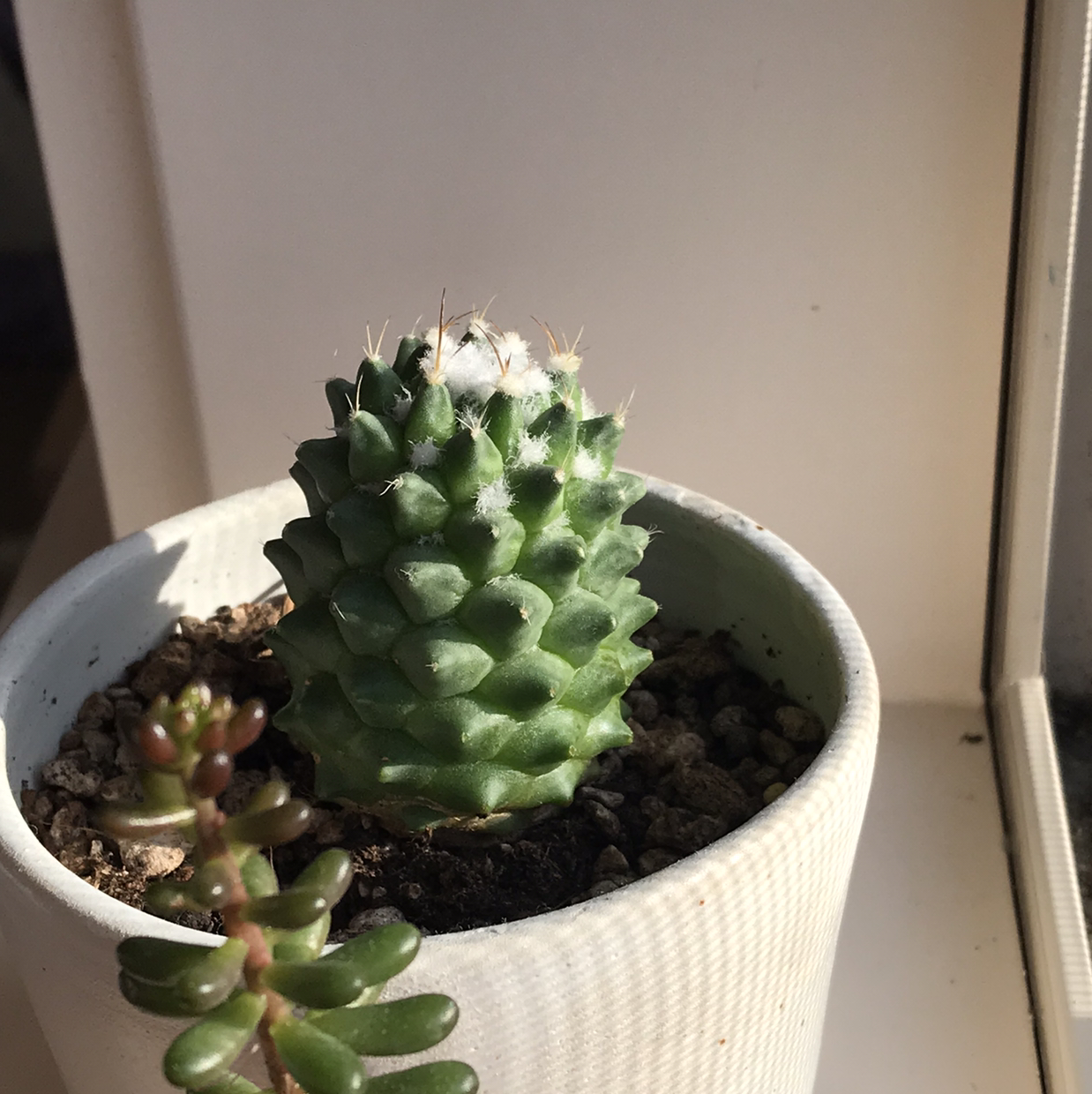 Blue Myrtle Cactus in a white pot with visible soil, well-framed and in focus.