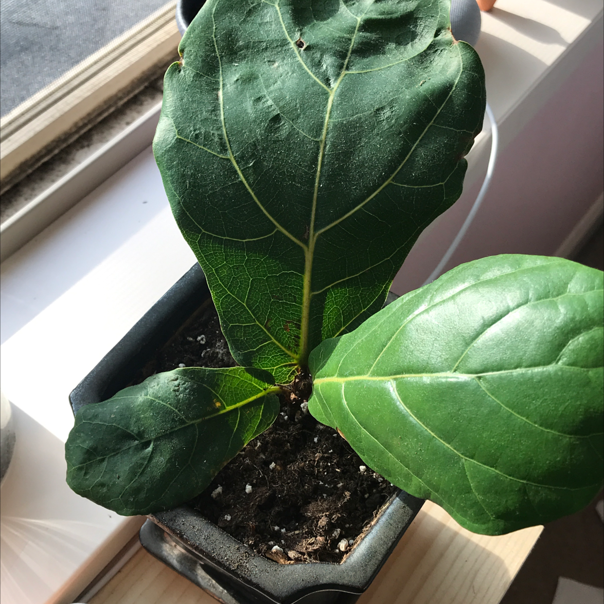 Fiddle Leaf Fig plant photo by @lucia named lögg on Greg, the plant care app.