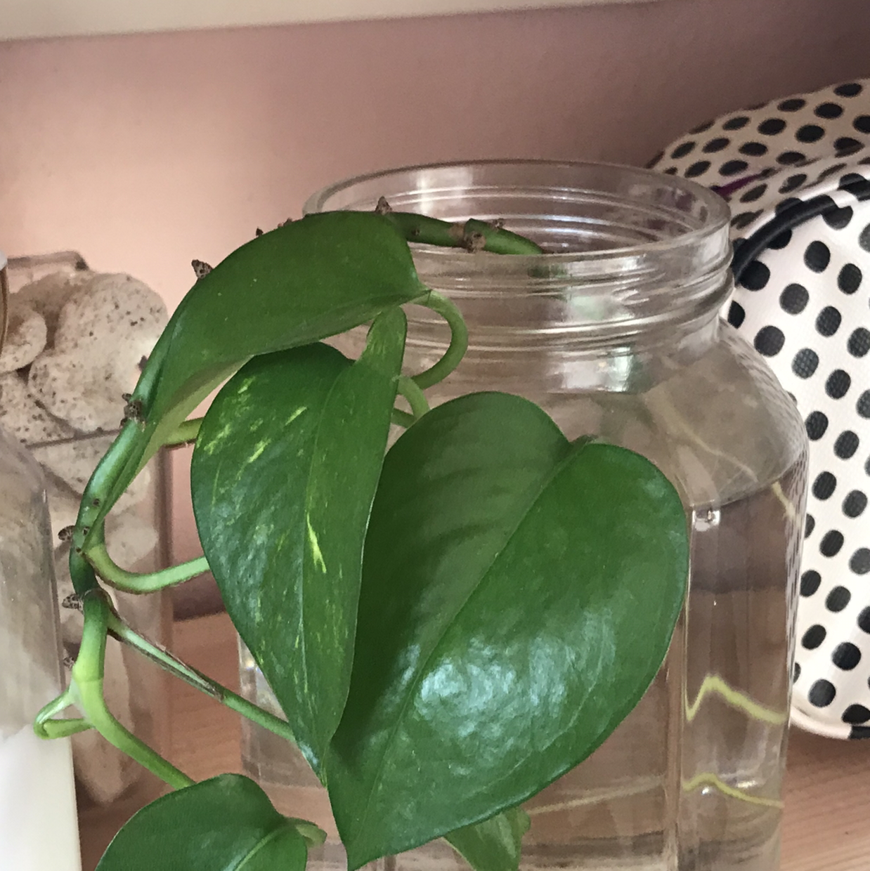 Taro Vine plant photo by @lucia named isla on Greg, the plant care app.