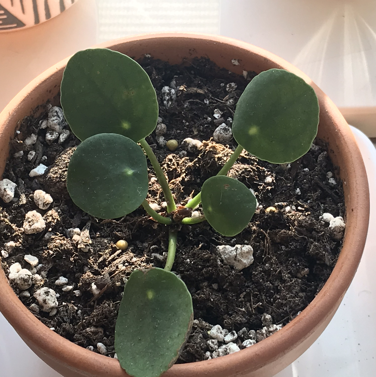 Chinese Money Plant plant photo by @lucia named hemingway on Greg, the plant care app.