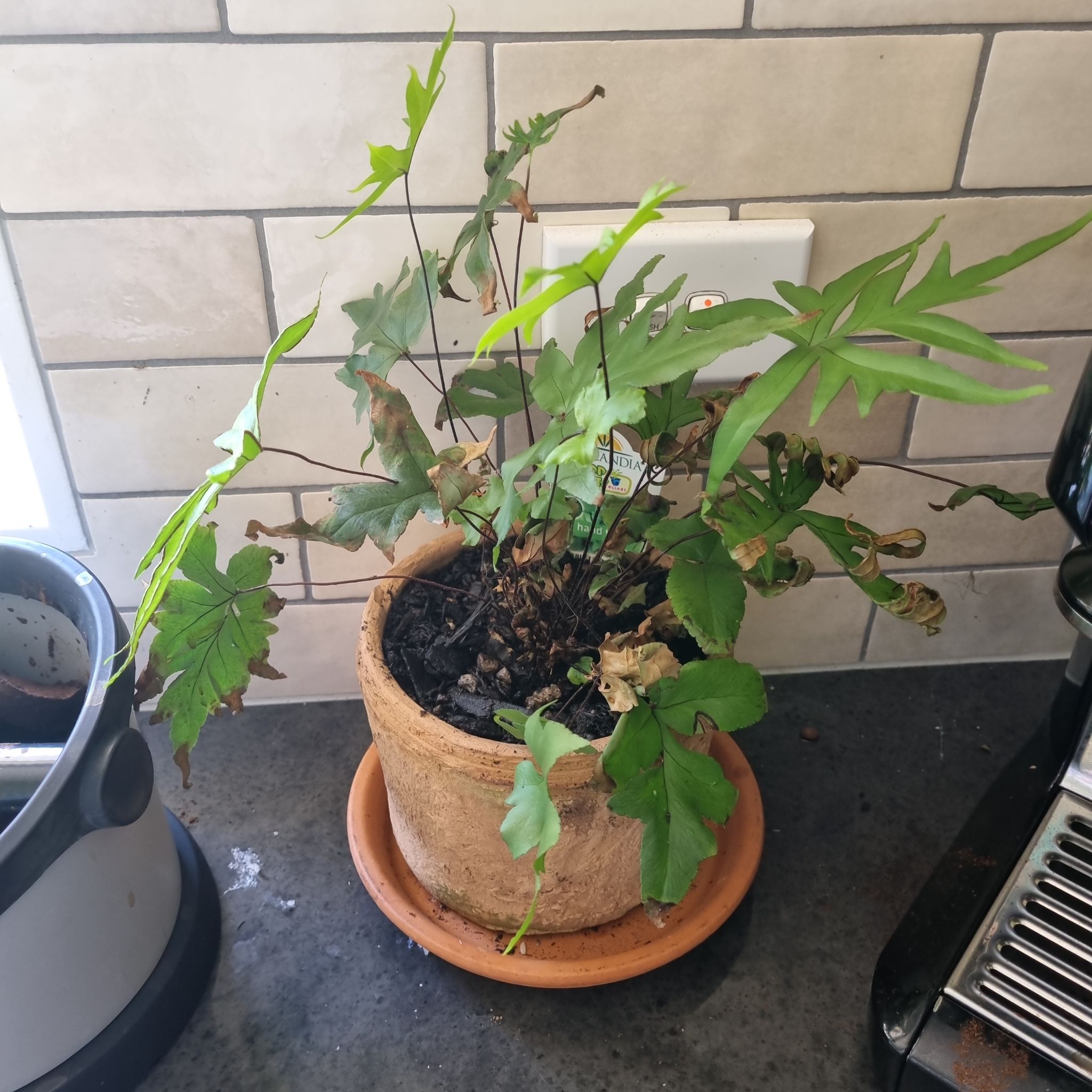 Photo of the plant species Digit Fern by @HipAsterium named Hand fern on Greg, the plant care app