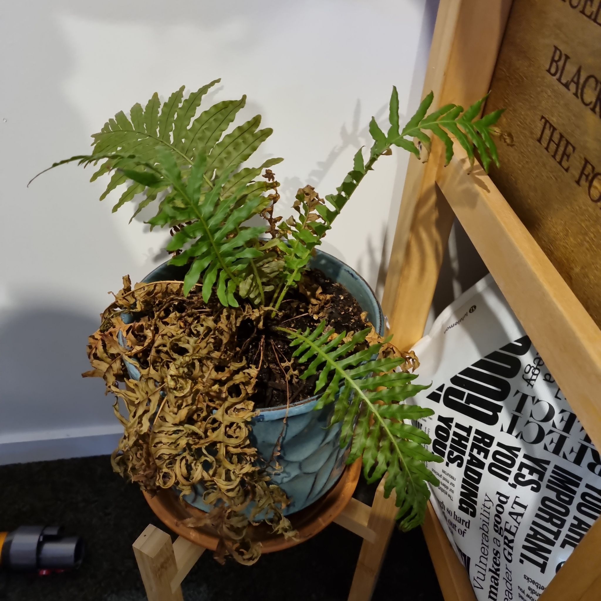 Photo of the plant species Fern by @HipAsterium named Sad fern on Greg, the plant care app