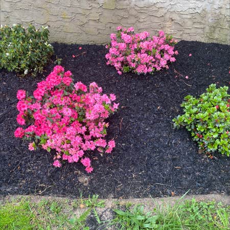 Photo of the plant species Flame Azalea by @Kimmygreenthumb named Pinky n’ em on Greg, the plant care app