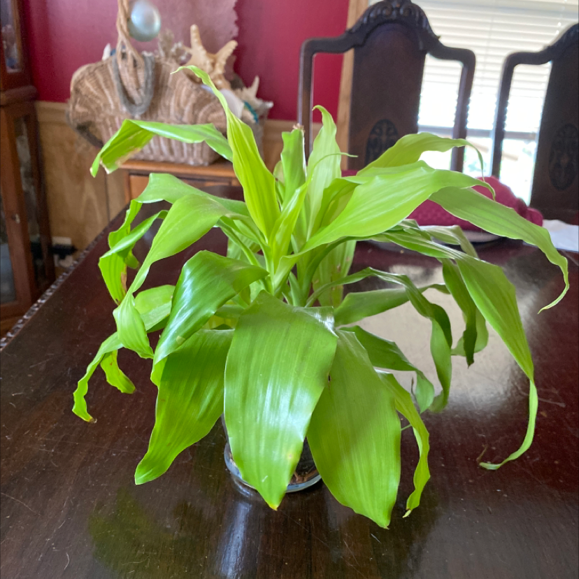 Dracaena Limelight plant photo by @trinityk named Genesis on Greg, the plant care app.
