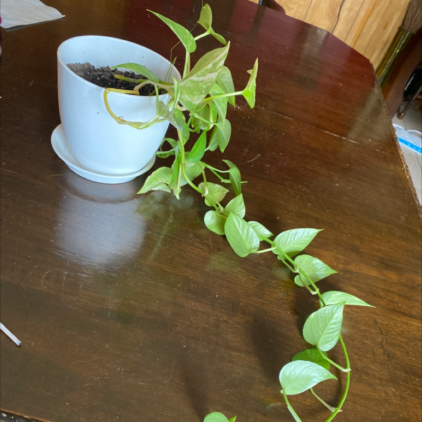 Taro Vine plant photo by @trinityk named Penelope on Greg, the plant care app.