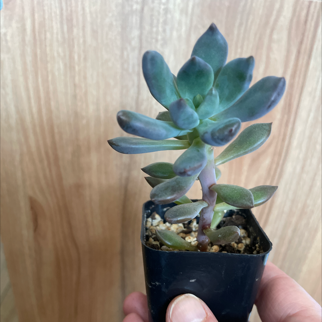 Graptoveria 'Opalina' succulent in a small black pot, held by a hand.