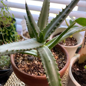 Tiger Tooth Aloe plant in Levittown, Pennsylvania